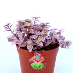 Callisia Repens 'Pink Lady'-5,5 cm Saksıda-Pembe Yapraklı Telgraf Çiçeği-5,5 cm Saksıda