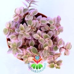 Callisia Repens 'Pink Lady'-5,5 cm Saksıda-Pembe Yapraklı Telgraf Çiçeği-5,5 cm Saksıda