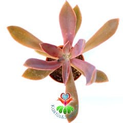 Graptoveria Douglas Huth-Doğal Pembe Renk Yapraklı Nadir Tür-5,5 cm Saksıda