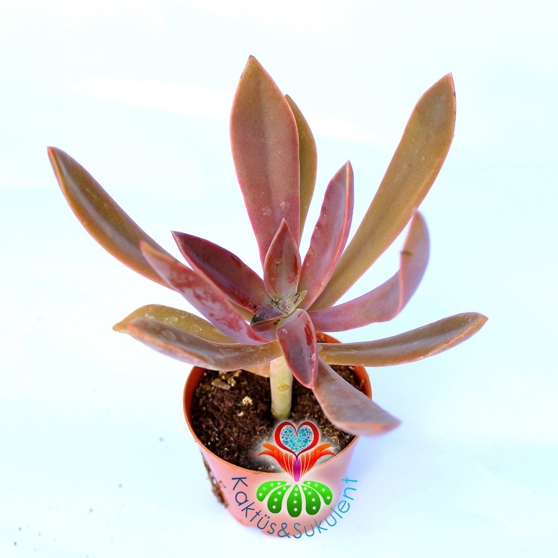 Graptoveria Douglas Huth-Doğal Pembe Renk Yapraklı Nadir Tür-5,5 cm Saksıda