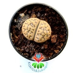 Lithops Waldroniae -Krem Kahve Renk-5,5 cm Saksıda -Yaşayan Taş Kaktüs-Altıntaş-Sarı Renk Çiçek Açar