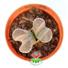 Lithops Divergens-Yaşayan Taş Kaktüs-Altıntaş-5,5 cm Saksıda