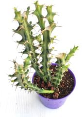 Euphorbia Greenwayi Nadir tür  8,5 cm Saksıda Kaktüs Sukulent