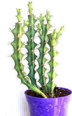 Euphorbia Greenwayi Nadir tür  8,5 cm Saksıda Kaktüs Sukulent