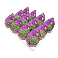Trichodiadema Densum 10,5 cm saksıda Pembe çiçekler açar