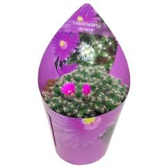 Trichodiadema Densum 10,5 cm saksıda Pembe çiçekler açar