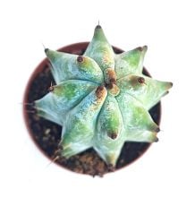 Stenocereus Beneckei Güneşte Kar Beyaz Renk olur Çok Özel tür 10,5 cm saksı