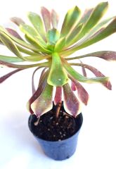 Aeonium Superbang - Çok Nadir Tür Sukulent- 8,5 cm Saksıda, Renkli Aeonium
