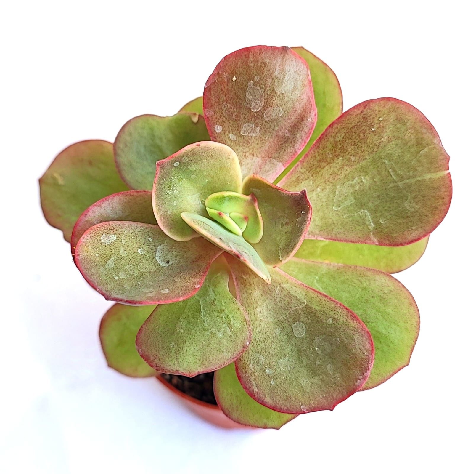 Echeveria Suyon - 8,5 cm Saksılı Özel Tür Sukulent Baharda Kırmızımsı Renk alır