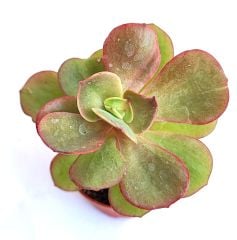 Echeveria Suyon - 8,5 cm Saksılı Özel Tür Sukulent Baharda Kırmızımsı Renk alır