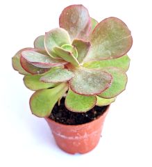 Echeveria Suyon - 8,5 cm Saksılı Özel Tür Sukulent Baharda Kırmızımsı Renk alır