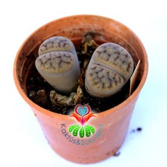 Lithops Schwantesii C076-Yaşayan Taş Kaktüs-Altıntaş-5,5 cm Saksıda