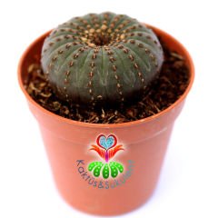 Frailea Castanea -Çok Nadir Tür- Sıradışı Simetrik Formlu min. 4,5 cm Bitki Çapı-5,5 cm Saksıda