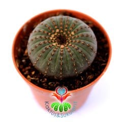 Frailea Castanea -Çok Nadir Tür- Sıradışı Simetrik Formlu min. 4,5 cm Bitki Çapı-5,5 cm Saksıda