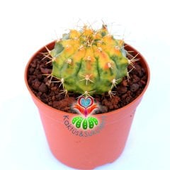 Gymnocalycium Mihonavichi Amber (Variegata)-Doğal Çok Renkli Kaktüs-5,5 cm Saksıda
