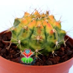 Gymnocalycium Mihonavichi Amber (Variegata)-Doğal Çok Renkli Kaktüs-5,5 cm Saksıda