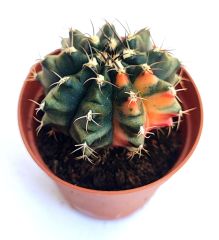 Gymnocalycium Mihanovichii Fantasia - Renkli Variegata Köklü Özel tür Kaktüs-5,5 cm Saksıda