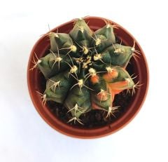 Gymnocalycium Mihanovichii Fantasia - Renkli Variegata Köklü Özel tür Kaktüs-5,5 cm Saksıda