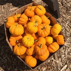 Minyatür Balkabağı-Jack Be Little Pumpkin-8 cm Büyüklüğünde