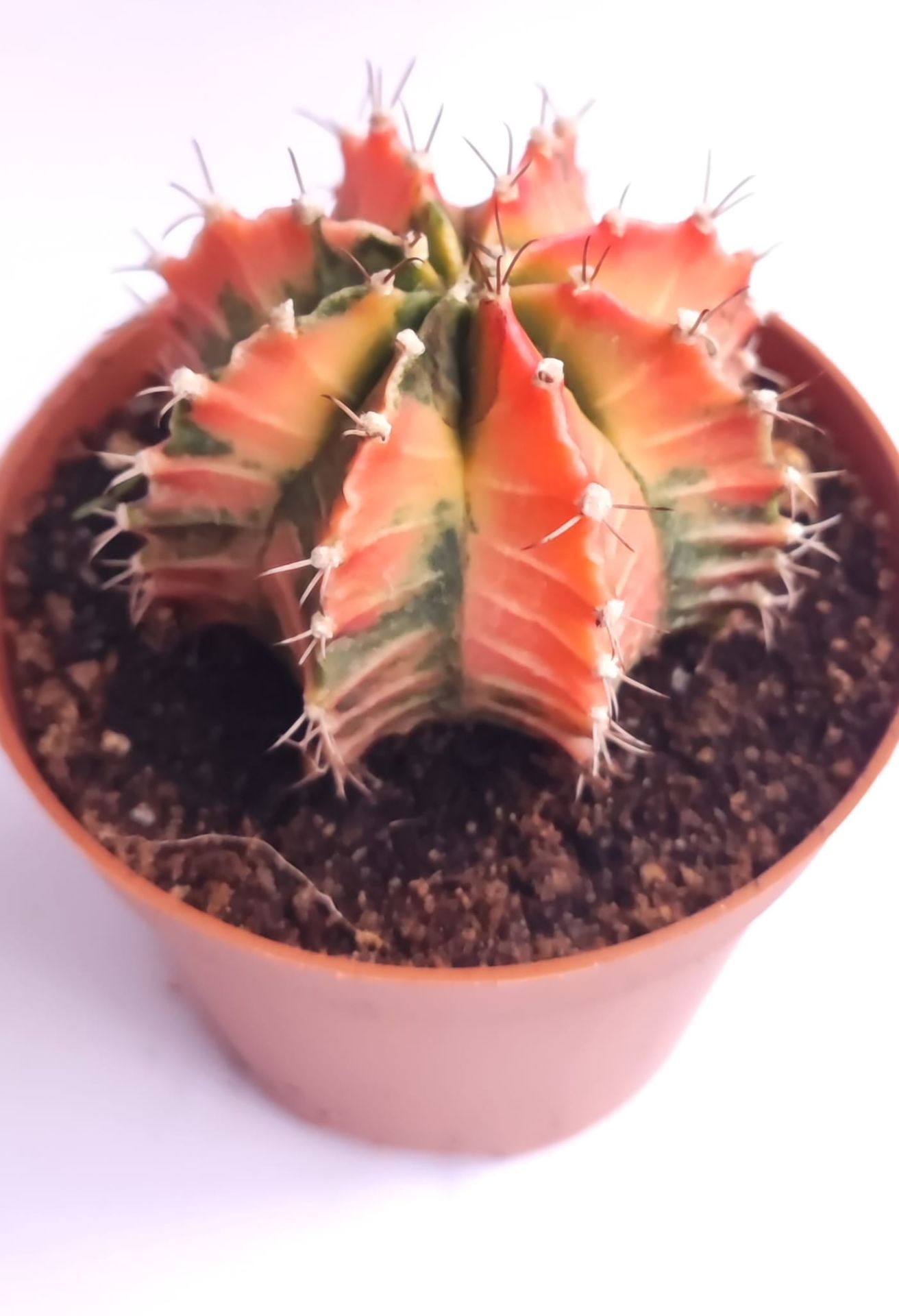 Gymnocalycium Mihanovichii Pink Panther - Pembe Renkli Variegata Köklü Özel tür Kaktüs-8,5 cm Saksıda