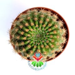 Kaktüs, Notocactus Ottonis v. Vencluianus-Kırmızı Renk Çiçek Açar-8,5 cm Saksıda-Teraryum,Sukulent
