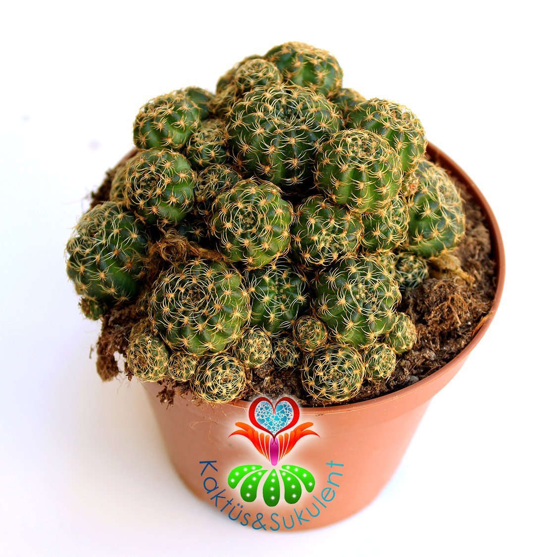 Kaktüs, Lobivia Arachnacantha (Echinopsis)-Turuncu Renk Çiçek Açar-12 cm Saksıda-Teraryum,Sukulent