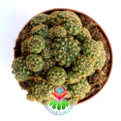 Kaktüs, Lobivia Arachnacantha (Echinopsis)-Turuncu Renk Çiçek Açar-12 cm Saksıda-Teraryum,Sukulent