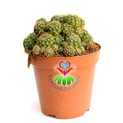 Kaktüs, Lobivia Arachnacantha (Echinopsis)-Turuncu Renk Çiçek Açar-12 cm Saksıda-Teraryum,Sukulent