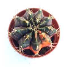 Gymnocalycium Mihanovichii Black Variegata  - Renkli, Variegata Köklü Özel tür Kaktüs-5,5 cm Saksıda