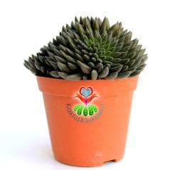 Sinocrassula Yunnanensis-Siyah Sıradışı Yapraklı Sukulent-Büyük Boy-8,5 cm saksıda-Kaktüs