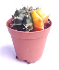Gymnocalycium Mihanovichii Mangosteen Variegata  - Renkli, Variegata Köklü Özel tür Kaktüs-5,5 cm Saksıda