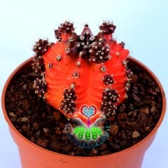 Gymnocalycium Mihanovichii Red Tiger-8,5 cm Saksıda-Doğal Kırmızı Bordo Renk