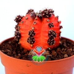 Gymnocalycium Mihanovichii Red Tiger-8,5 cm Saksıda-Doğal Kırmızı Bordo Renk