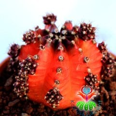 Gymnocalycium Mihanovichii Red Tiger-8,5 cm Saksıda-Doğal Kırmızı Bordo Renk