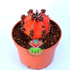 Gymnocalycium Mihanovichii Red Tiger-8,5 cm Saksıda-Doğal Kırmızı Bordo Renk