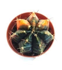 Gymnocalycium Mihanovichii  Variegata  - Renkli, Variegata Köklü Özel tür Kaktüs-5,5 cm Saksıda