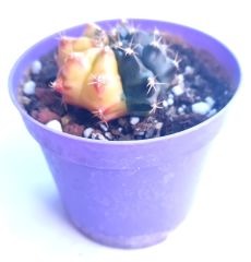 Gymnocalycium Mihanovichii Lemon Hybrd Variegata  - Renkli, Variegata Köklü Özel tür Kaktüs-8,5 cm Saksıda