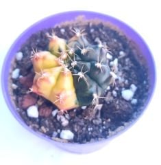 Gymnocalycium Mihanovichii Lemon Hybrd Variegata  - Renkli, Variegata Köklü Özel tür Kaktüs-8,5 cm Saksıda