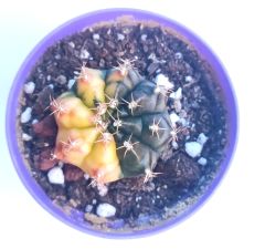 Gymnocalycium Mihanovichii Lemon Hybrd Variegata  - Renkli, Variegata Köklü Özel tür Kaktüs-8,5 cm Saksıda