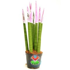 Ebru Sanatlı Sukulent,Sansevieria Velvet Touchz Pembe Renkli Paşa Kılıcı 25+cm Uzunluk-8,5 cm saksda