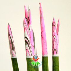 Ebru Sanatlı Sukulent,Sansevieria Velvet Touchz Pembe Renkli Paşa Kılıcı 25+cm Uzunluk-8,5 cm saksda