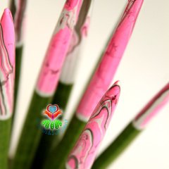 Ebru Sanatlı Sukulent,Sansevieria Velvet Touchz Pembe Renkli Paşa Kılıcı 25+cm Uzunluk-8,5 cm saksda