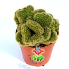 Mammillaria Wildii f. Cristata-Sıradışı Formlu-12 cm Saksıda Kaktüs