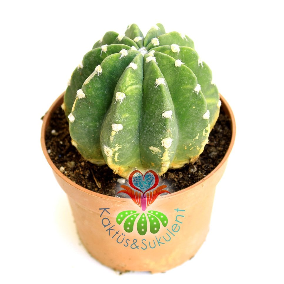 Kaktüs,Echinopsis Subdenudata Variegata-Çok Nadir Tür Karma Renk-Dev Kokulu Çiçek Açar 8,5cm Saksıda
