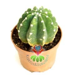 Kaktüs,Echinopsis Subdenudata Variegata-Çok Nadir Tür Karma Renk-Dev Kokulu Çiçek Açar 8,5cm Saksıda