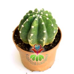Kaktüs,Echinopsis Subdenudata Variegata-Çok Nadir Tür Karma Renk-Dev Kokulu Çiçek Açar 8,5cm Saksıda