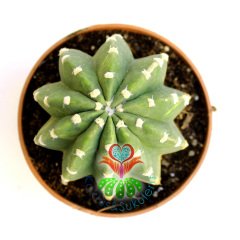 Kaktüs,Echinopsis Subdenudata Variegata-Çok Nadir Tür Karma Renk-Dev Kokulu Çiçek Açar 8,5cm Saksıda