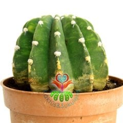 Kaktüs,Echinopsis Subdenudata Variegata-Çok Nadir Tür Karma Renk-Dev Kokulu Çiçek Açar 8,5cm Saksıda