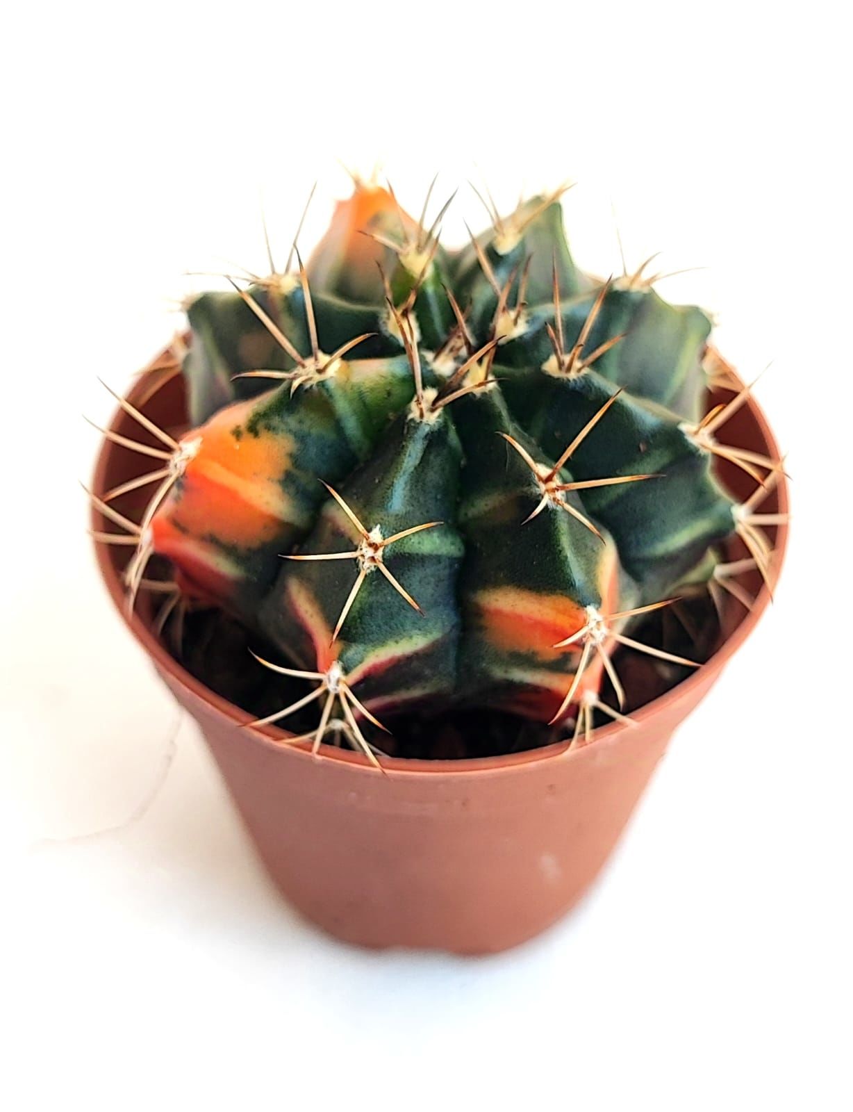 Gymnocalycium Mihanovichii Sepia x Hybrid Variegata  - Renkli, Variegata Köklü Özel tür Kaktüs-5,5 cm Saksıda