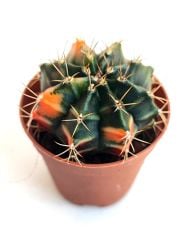 Gymnocalycium Mihanovichii Sepia x Hybrid Variegata  - Renkli, Variegata Köklü Özel tür Kaktüs-5,5 cm Saksıda